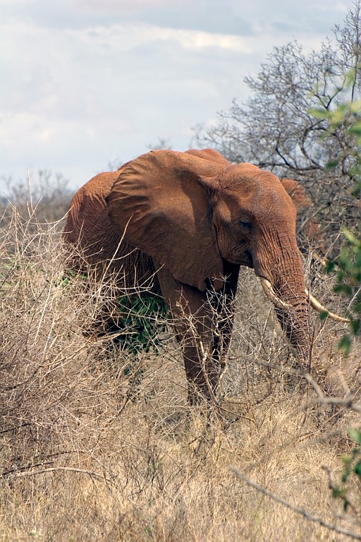 Kenia (355).jpg